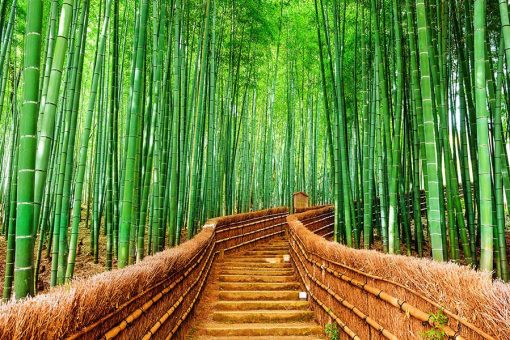 Vinilo Escalera Bambu Bosque