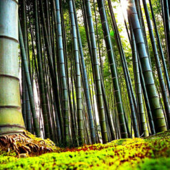 Vinilo Bosque Bambu