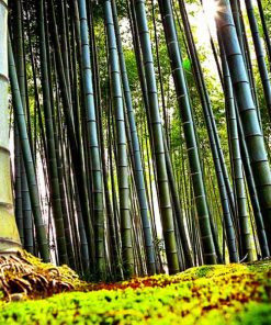 Vinilo Bosque Bambu