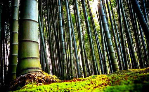 Vinilo Bosque Bambu
