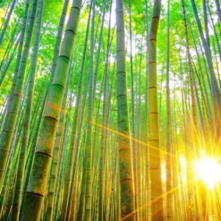 Vinilo Bosque Bambu