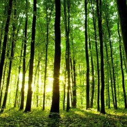 Naturaleza