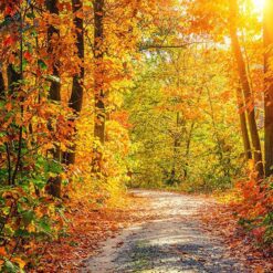 Vinilo Bosque Otoño Rojo Naranja