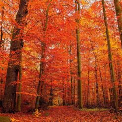 Vinilo Bosque Otoño Rojo