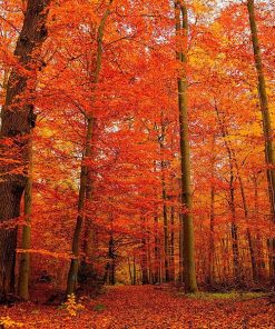 Vinilo Bosque Otoño Rojo