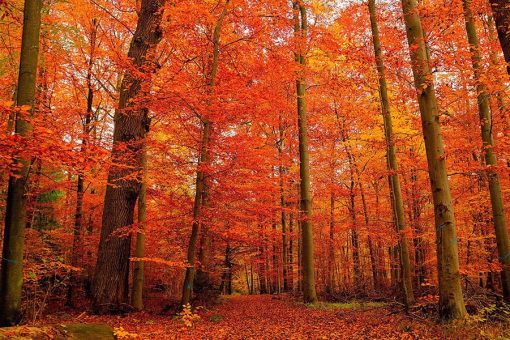 Vinilo Bosque Otoño Rojo